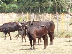 A la découverte des Calanques