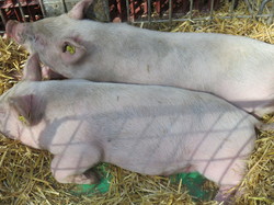 BOURGOGNE et FRANCHE-COMTE