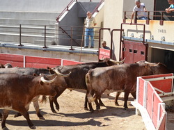 Concentration  des Gardois ccc sud