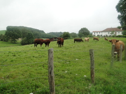 Festival de Boogie Woogie 2014