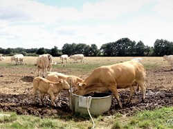 Alentours du Puy du Fou avec le club Vendée océan