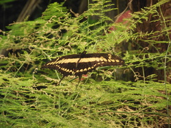 Prolongation A.G. 2014