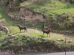 SORTIE  Automnale Aveyron Cantal