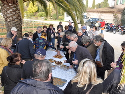 Sortie Bormes Les Mimosas