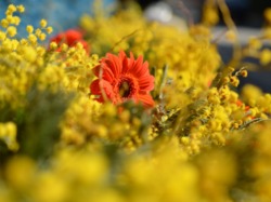 Sortie Bormes Les Mimosas