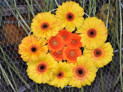 Sortie Bormes Les Mimosas