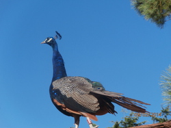 Sortie Charente Maritime 2014