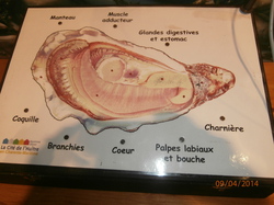 Sortie Charente Maritime 2014