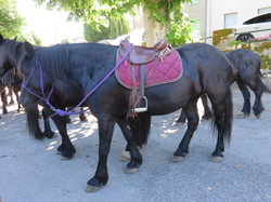 Transhumance Ariège 2022
