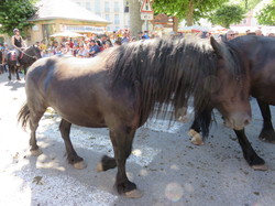 Transhumance Ariège 2022